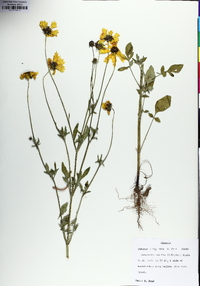 Coreopsis basalis image