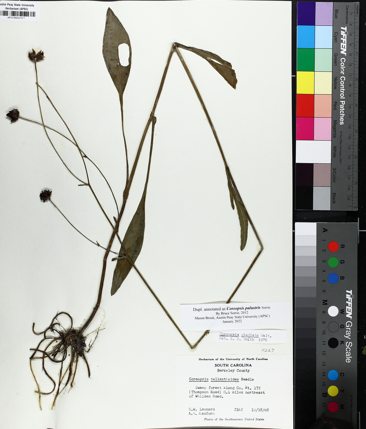 Coreopsis palustris image