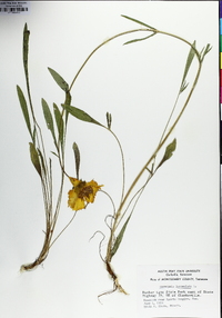 Coreopsis lanceolata image