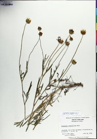 Coreopsis grandiflora image