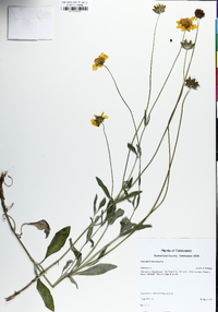 Coreopsis debilis image