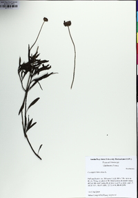 Coreopsis debilis image