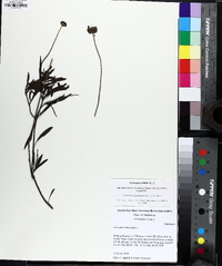 Coreopsis debilis image