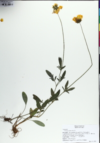 Coreopsis debilis image