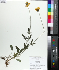 Coreopsis debilis image