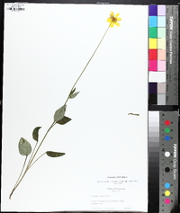 Coreopsis auriculata image