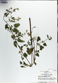 Fleischmannia incarnata image