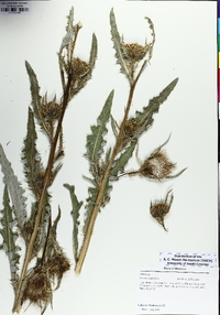 Cirsium longistylum image