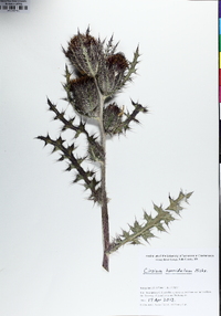 Cirsium horridulum image