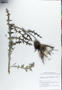 Cirsium horridulum image