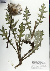 Cirsium horridulum image