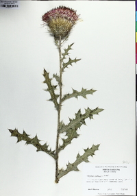 Cirsium pumilum image