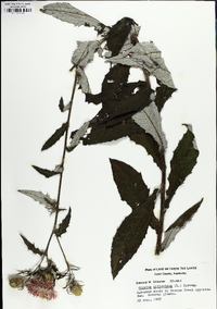 Cirsium altissimum image