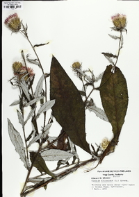 Cirsium altissimum image