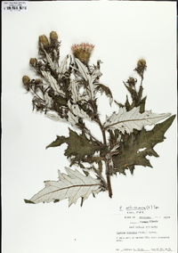 Cirsium altissimum image