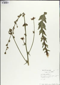 Cichorium intybus image