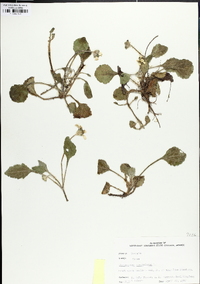 Chrysogonum repens image