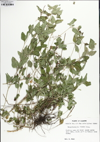 Calyptocarpus vialis image