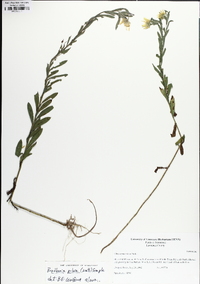 Bradburia pilosa image