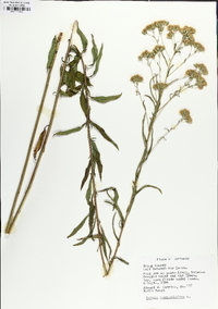 Brickellia eupatorioides image