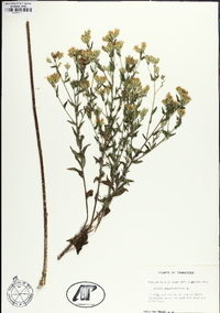 Brickellia eupatorioides image