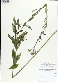 Brickellia eupatorioides image