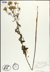 Brickellia eupatorioides image