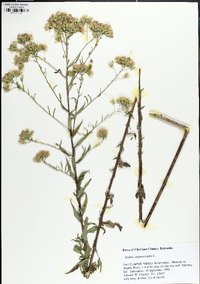 Brickellia eupatorioides image