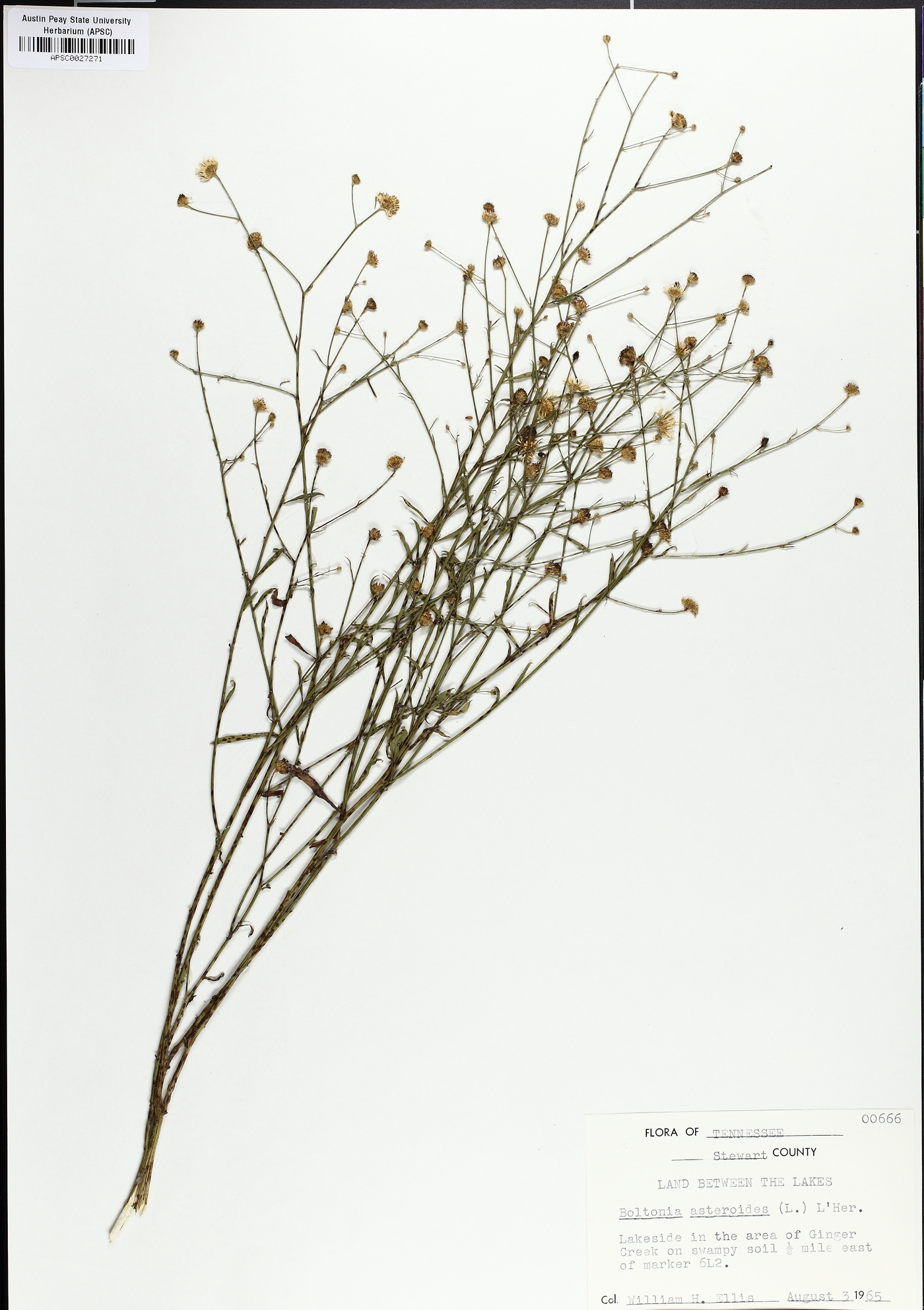 Boltonia diffusa var. interior image