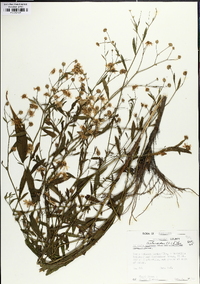 Boltonia asteroides image