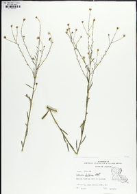 Boltonia diffusa image