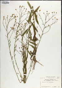 Boltonia diffusa image