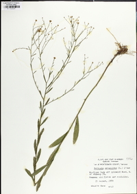 Boltonia diffusa var. interior image