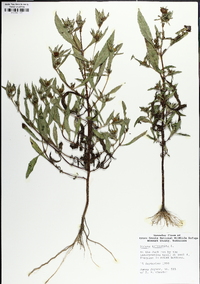 Bidens tripartita image