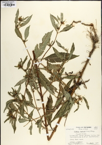 Bidens tripartita image