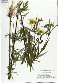 Bidens polylepis image