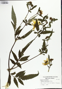 Bidens polylepis image