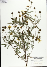 Bidens polylepis image