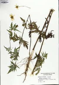 Bidens polylepis image