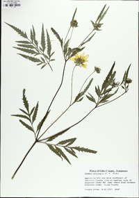 Bidens polylepis image