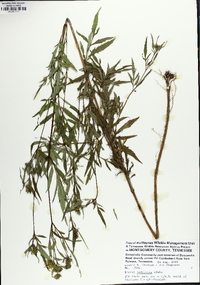 Bidens polylepis image