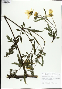 Bidens polylepis image