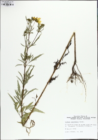 Bidens polylepis image