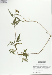 Bidens polylepis image