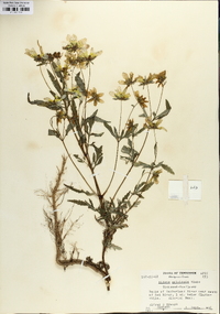 Bidens polylepis image