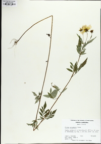 Bidens polylepis image