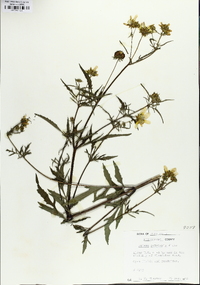 Bidens polylepis image