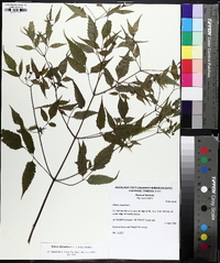 Bidens discoidea image