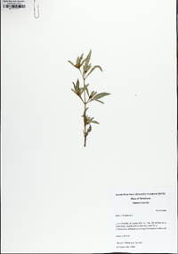 Bidens tripartita image