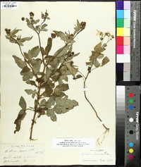 Bidens alba image